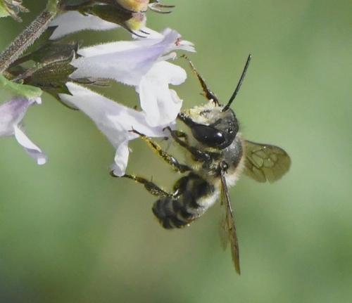 Megachile sp.